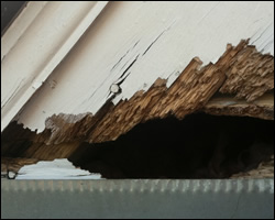 Squirrel damage in Vienna VA