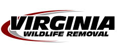 Vienna Wildlife Removal